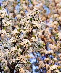 Pyrus calleryana `cleveland select`